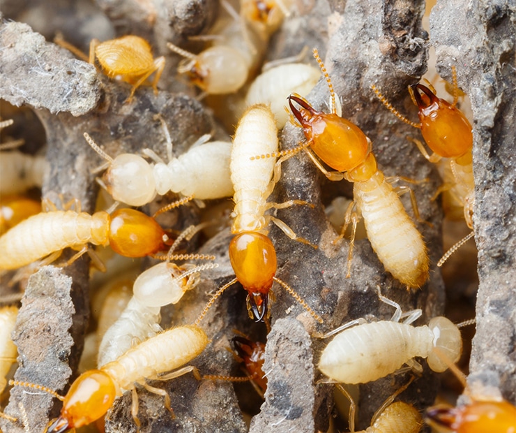 Termite